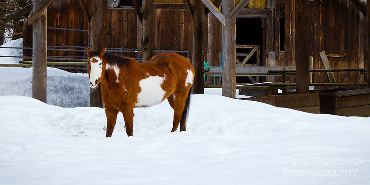 Help Your Horse Manage Their Winter Weight